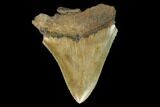 Serrated, Fossil Megalodon Tooth #125334-2